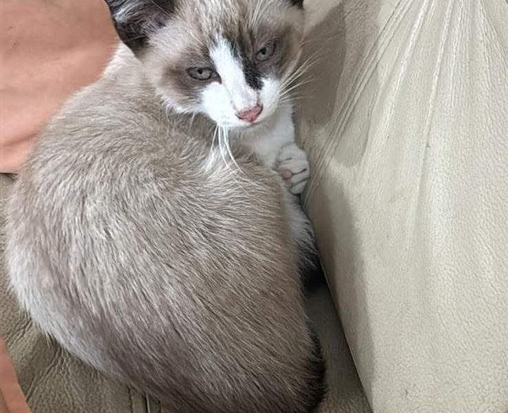 3 Gatos (Adoção Urgente)