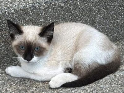 3 Gatos (Adoção Urgente)