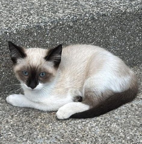 3 Gatos (Adoção Urgente)