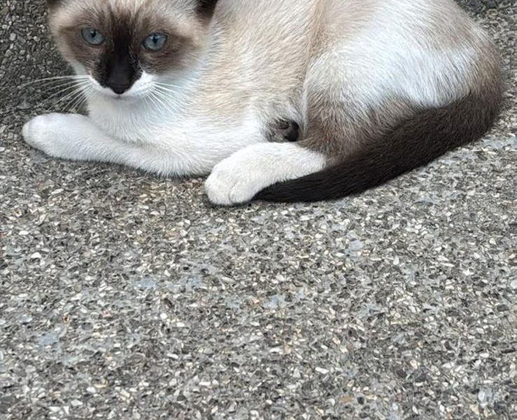 3 Gatos (Adoção Urgente)