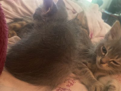 2 Gatos (Adoção Urgente)