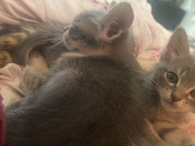 2 Gatos (Adoção Urgente)
