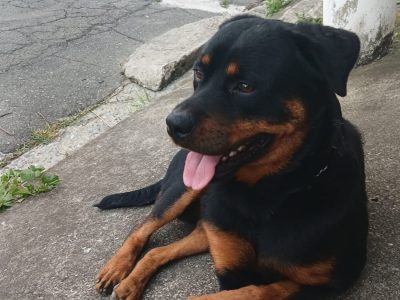 Holk (Adoção Urgente)