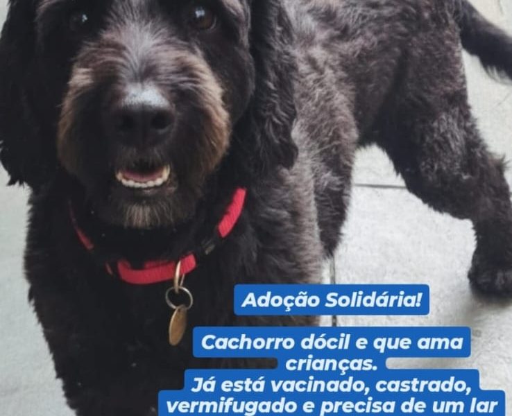 Porte P (Adoção Urgente)