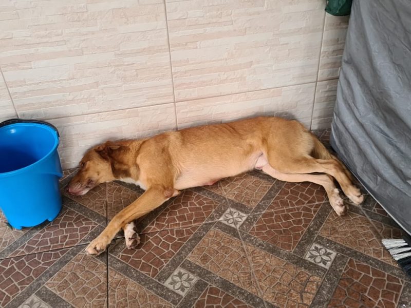 Porte M (Adoção Urgente)