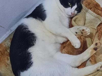 2 Gatos (Adoção Urgente)