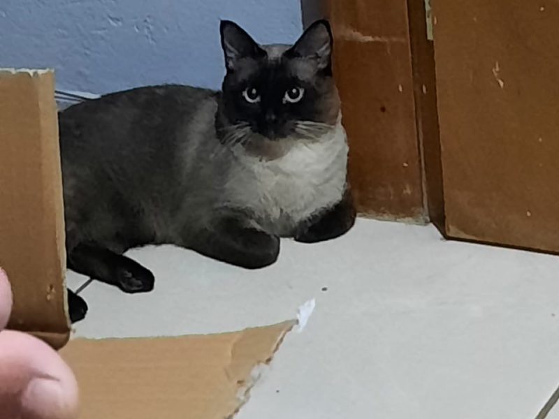 2 Gatos (Adoção Urgente)