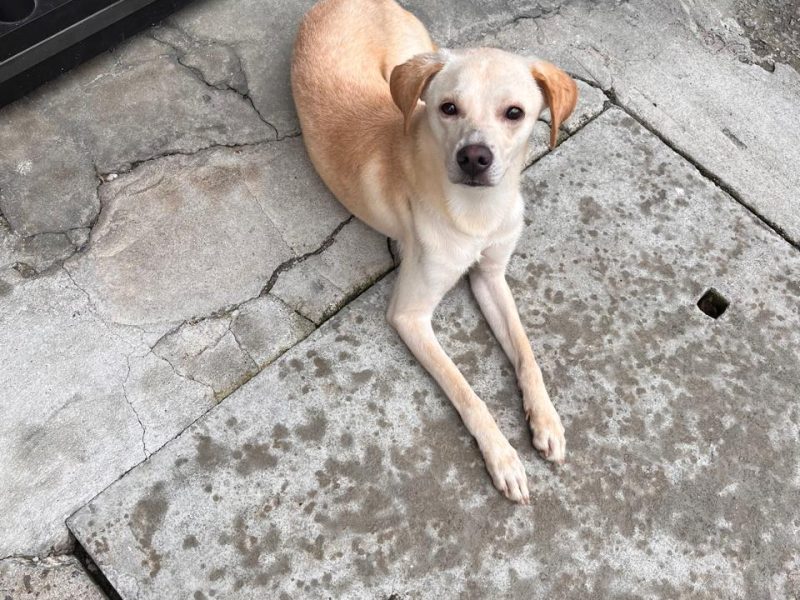 Naruto (Adoção Urgente)