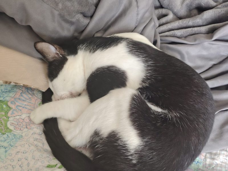 Jack (Adoção Urgente)