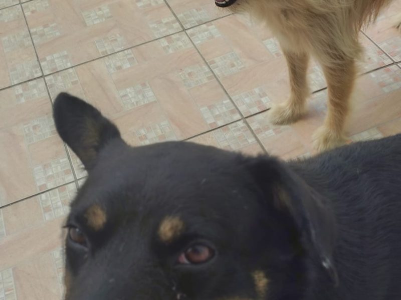 2 Cães (Adoção Urgente)