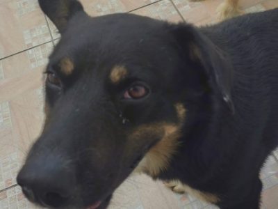 2 Cães (Adoção Urgente)