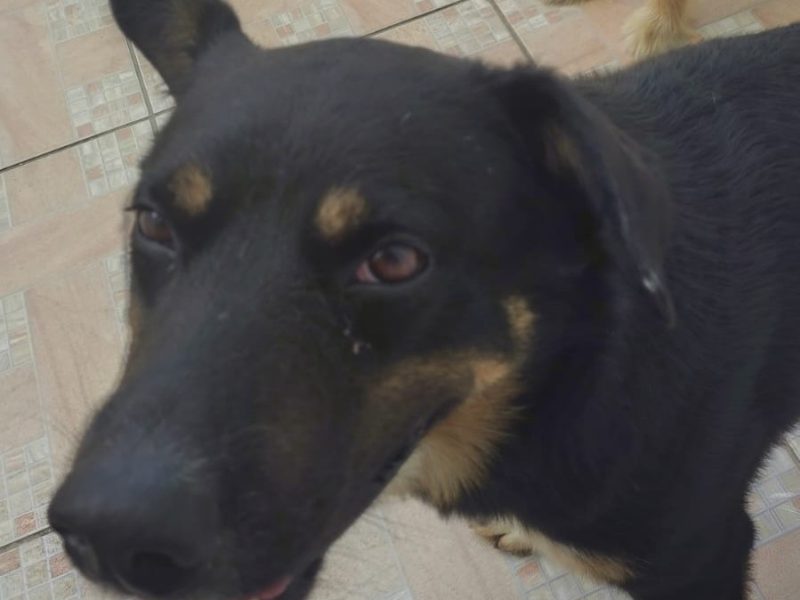 2 Cães (Adoção Urgente)