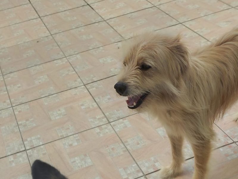 2 Cães (Adoção Urgente)