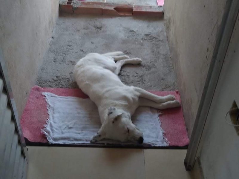 2 Cães (Adoção Urgente)