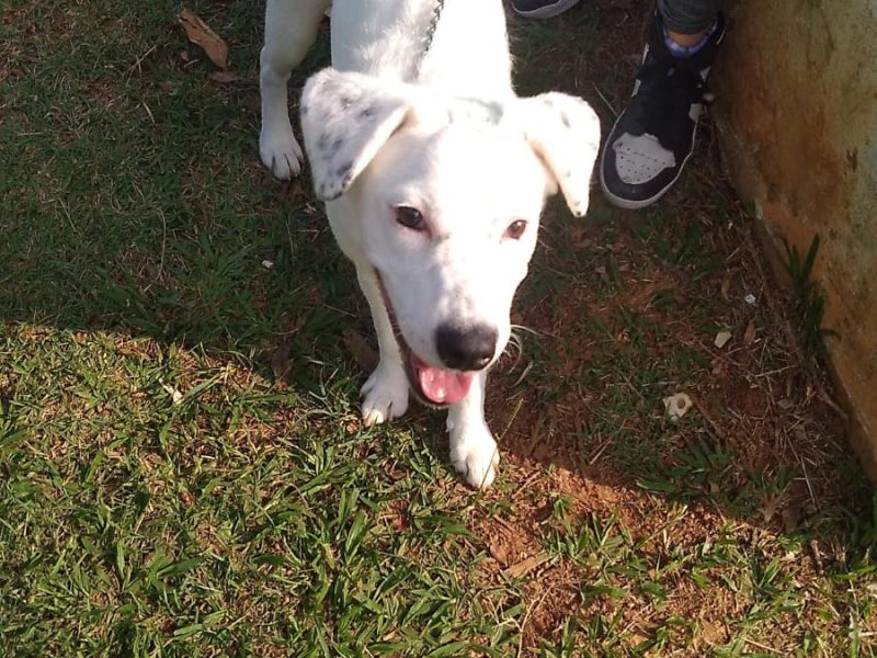2 Cães (Adoção Urgente)