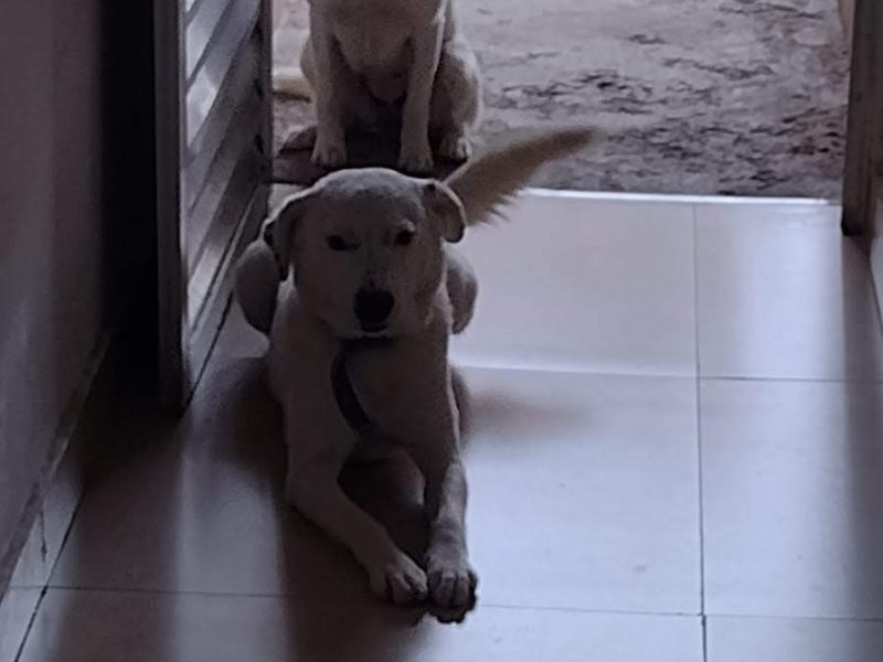 2 Cães (Adoção Urgente)