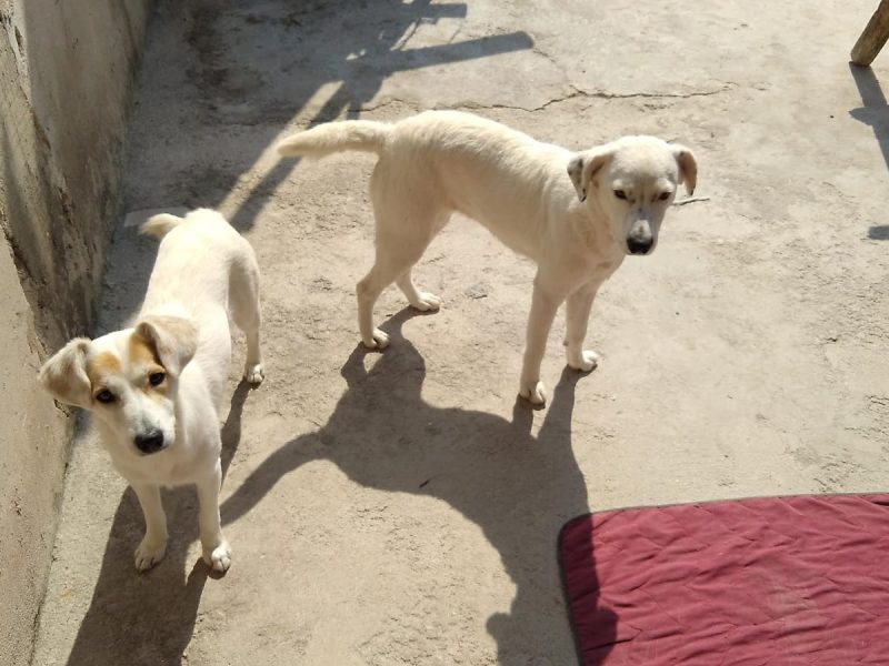 2 Cães (Adoção Urgente)