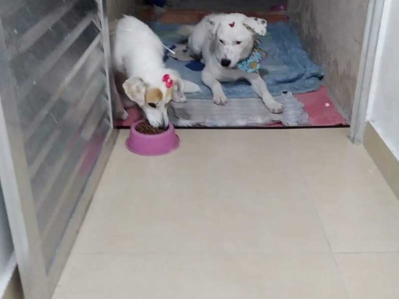 2 Cães (Adoção Urgente)