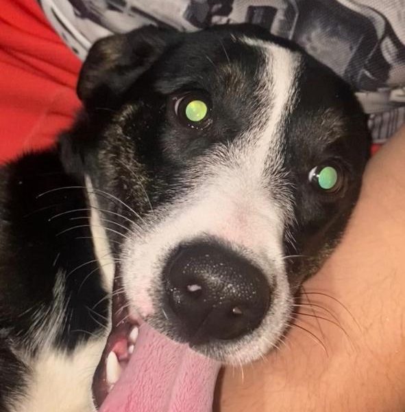 Jade (Adoção Urgente)
