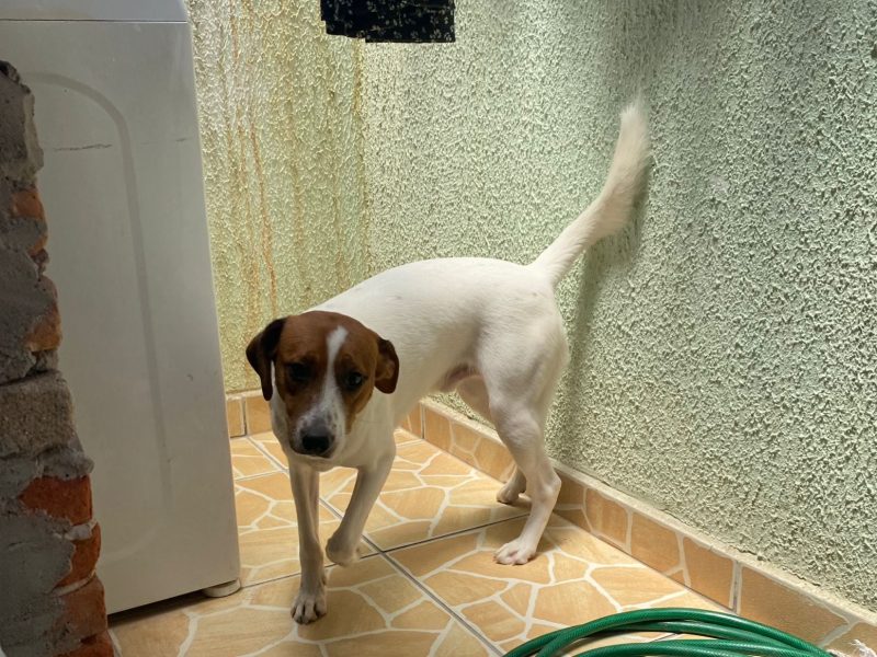 Porte P/M (Adoção Urgente)