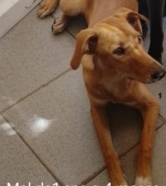 6 Cães (Adoção Urgente)