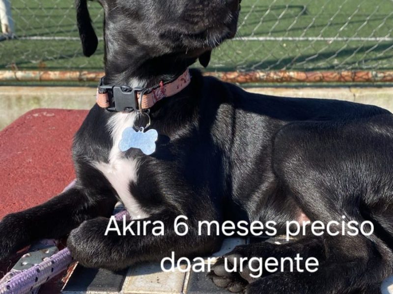 6 Cães (Adoção Urgente)