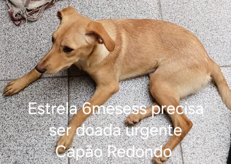 6 Cães (Adoção Urgente)