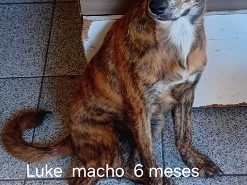 6 Cães (Adoção Urgente)