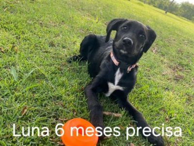 6 Cães (Adoção Urgente)