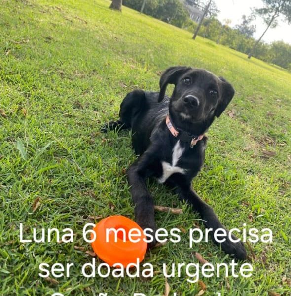 6 Cães (Adoção Urgente)