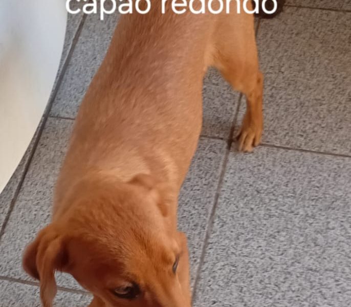 6 Cães (Adoção Urgente)