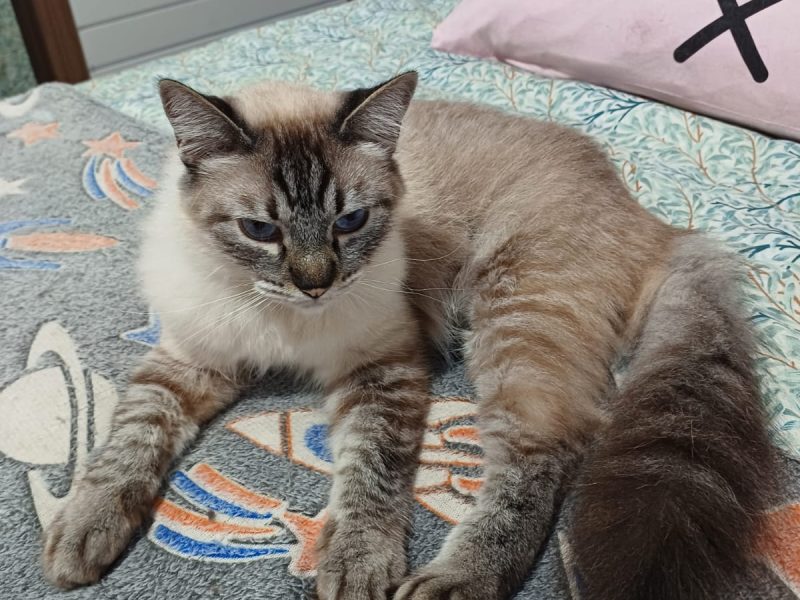 Gatos (Adoção Urgente)