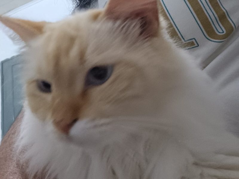 Gatos (Adoção Urgente)