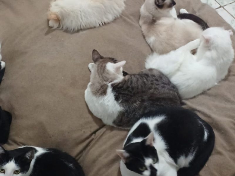 Gatos (Adoção Urgente)