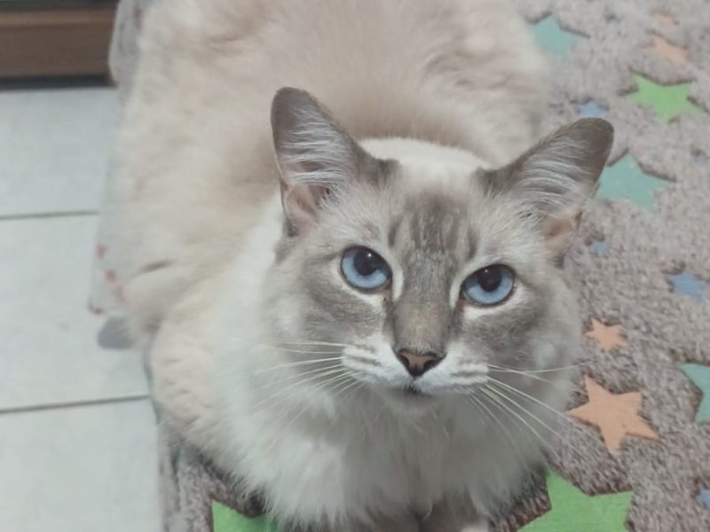 Gatos (Adoção Urgente)