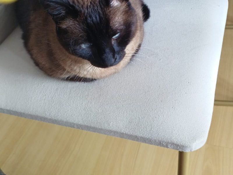 Gatos (Adoção Urgente)