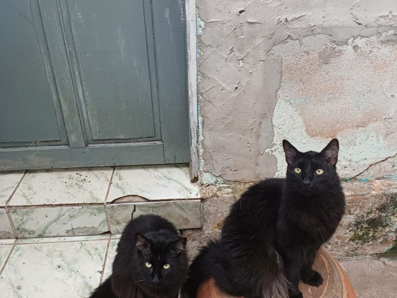 Gatos (Adoção Urgente)