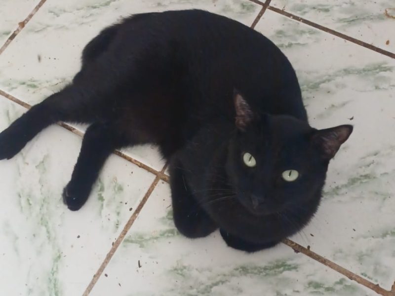Gatos (Adoção Urgente)