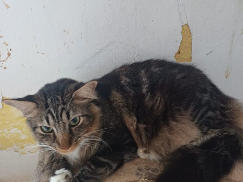 Gatos (Adoção Urgente)
