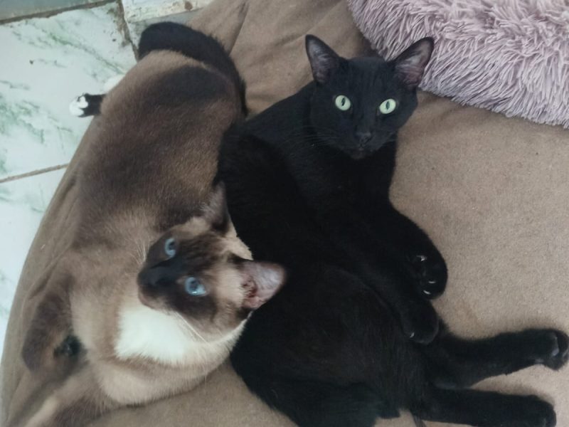Gatos (Adoção Urgente)