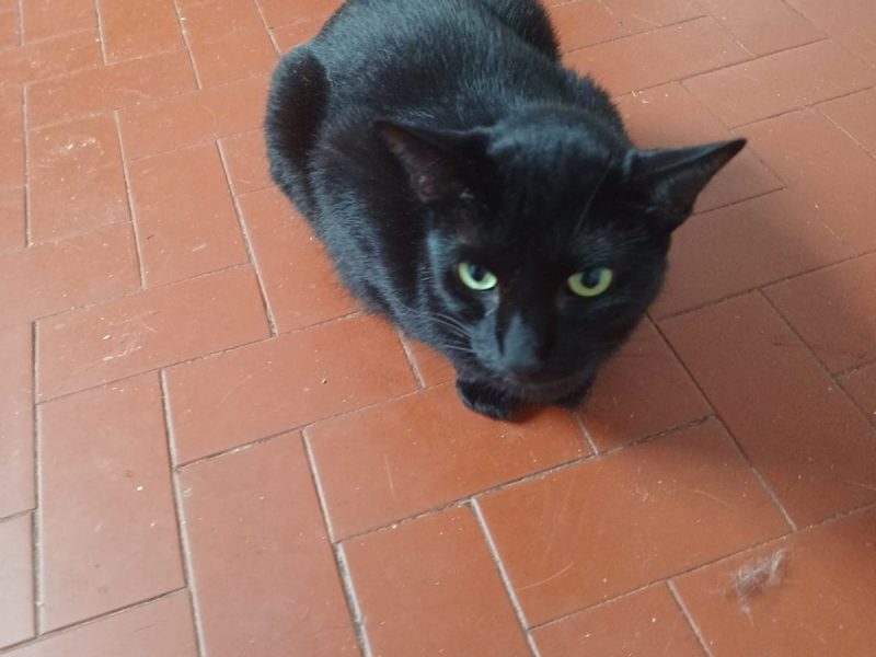 Gatos (Adoção Urgente)