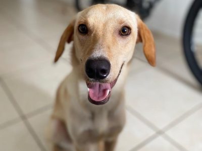 Layla (Adoção Urgente)