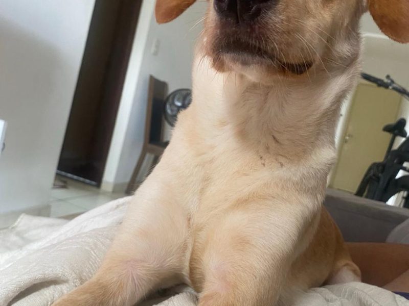 Layla (Adoção Urgente)