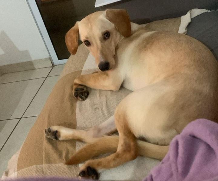 Layla (Adoção Urgente)