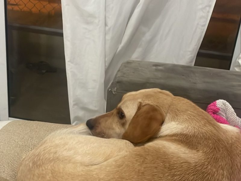 Layla (Adoção Urgente)