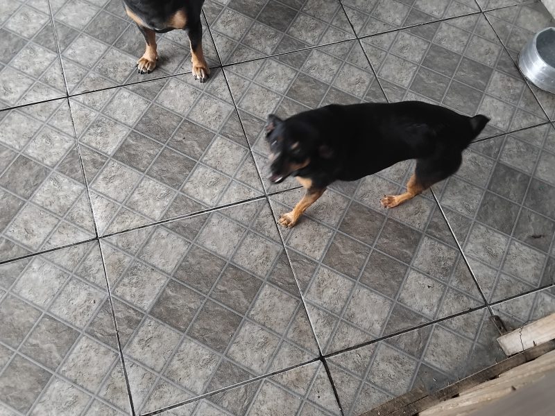 Cindy & Pitoco (Adoção Urgente)