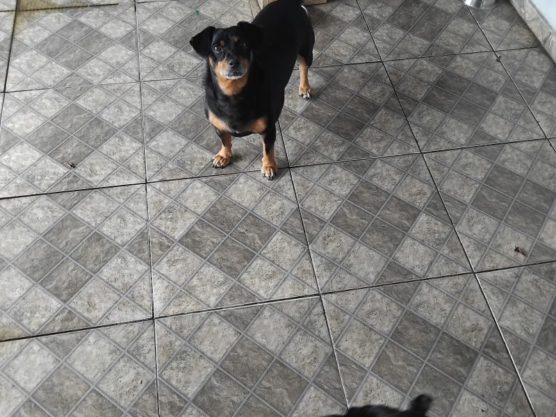 Cindy & Pitoco (Adoção Urgente)