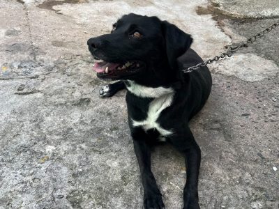 Kiara (Adoção Urgente)