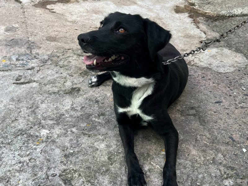 Kiara (Adoção Urgente)