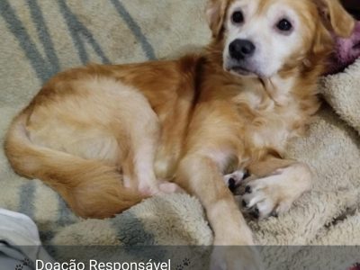 Snoop (Adoção Urgente)